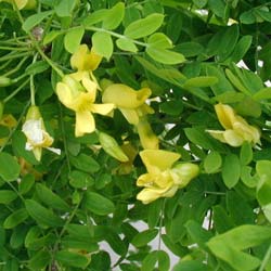 Pea shrub, Siberian